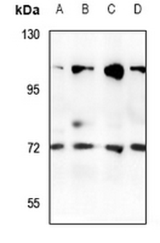 Rabaptin 5 beta Antibody