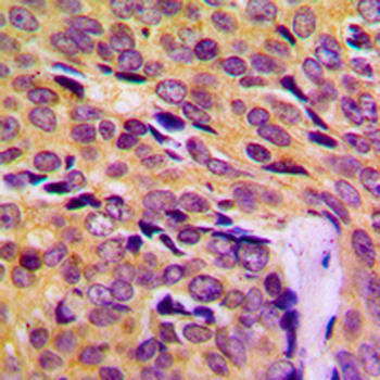 MRPL14 Antibody
