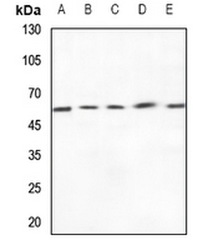 ZP4 Antibody