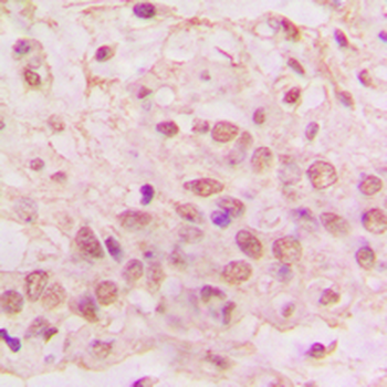 GIMAP4 Antibody