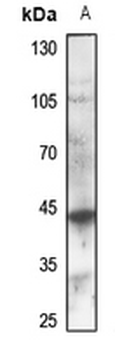 GPR132 Antibody