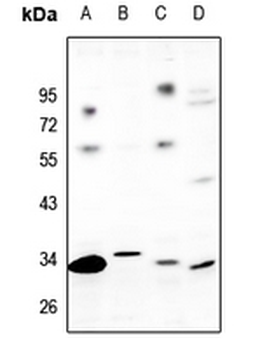 GPR82 Antibody