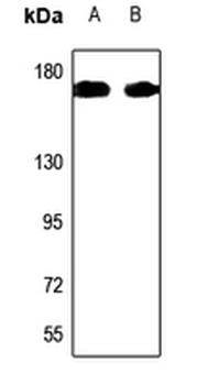 KIF4A Antibody
