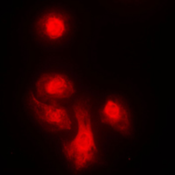 KIF4A Antibody