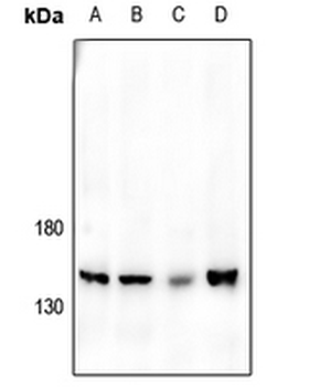 JIP3 Antibody