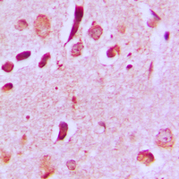 JIP3 Antibody