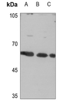 CLCC1 Antibody