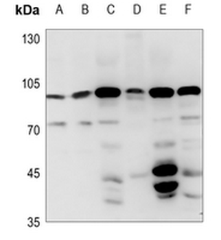 FASTKD2 Antibody