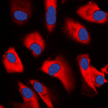 CDC37 Antibody