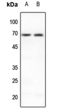 PIAS3 Antibody