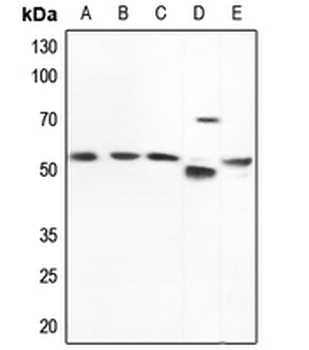 Nephrocystin 5 Antibody