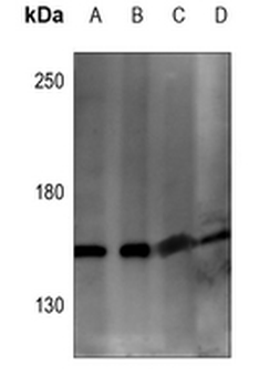 ARHGEF10 Antibody