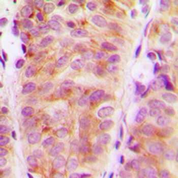 ARHGEF10 Antibody