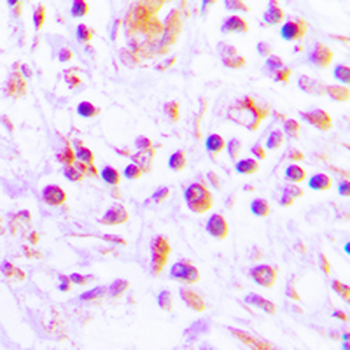 IL-32 Antibody