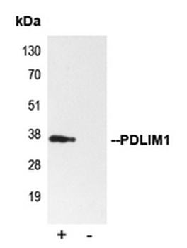 PDLIM1 Antibody