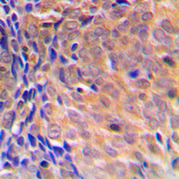 COPS3 Antibody