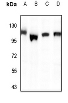PPFIBP1 Antibody