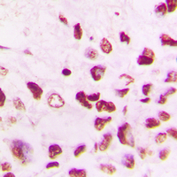 Cullin 1 Antibody
