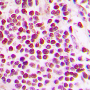 Cullin 2 Antibody