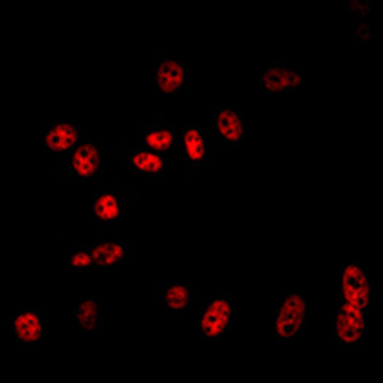 Cullin 2 Antibody