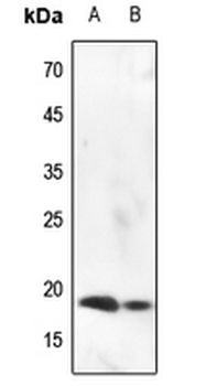 Histone H3 (pS10) Antibody