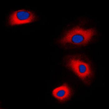 VASP Antibody