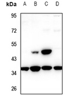 TCF19 Antibody
