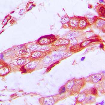 SSBP1 Antibody