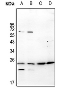 RGS10 Antibody