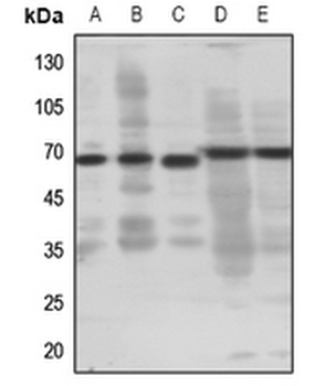 EP4 Antibody