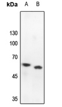 PRKAR2B Antibody