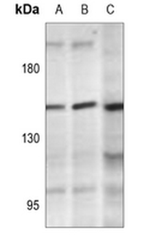 PLC gamma 2 (pY1217) Antibody