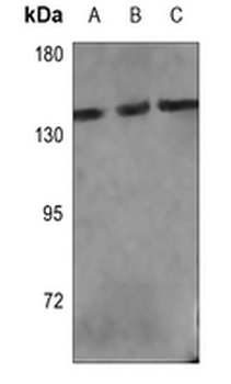 PLC gamma 1 Antibody