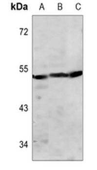 Pepsin A Antibody