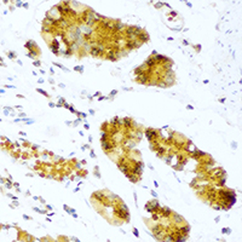 Pepsin A Antibody