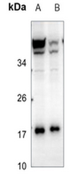 RKIP Antibody