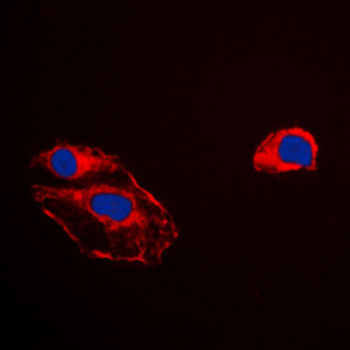 RKIP Antibody