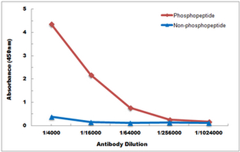 TRK B (pY516) Antibody