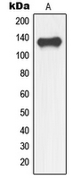 NFRKB Antibody