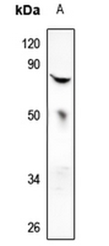 MX2 Antibody