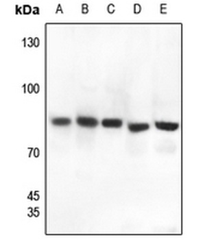 Gamma-catenin Antibody