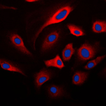 HADH2 Antibody
