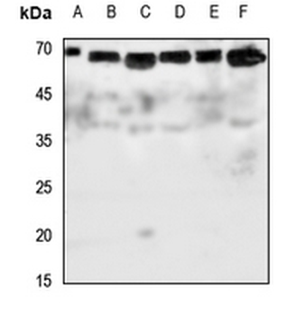 Glypican 5 Antibody