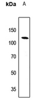 EPB41L2 Antibody