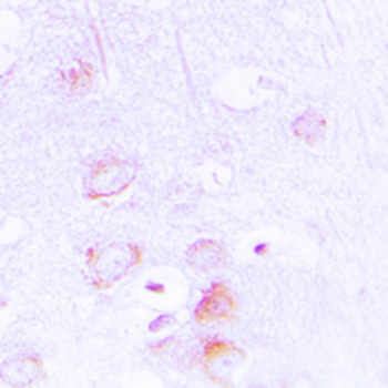 EPB41L2 Antibody