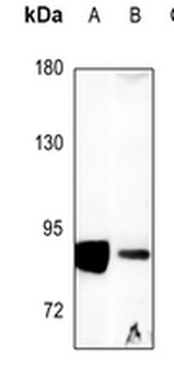 DGK alpha Antibody