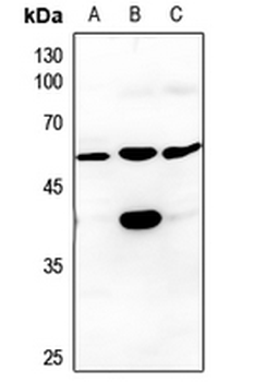 CK1 gamma 3 Antibody