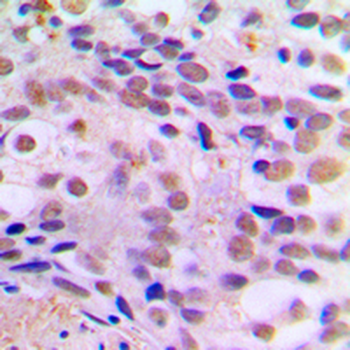 CREB (pS121) Antibody
