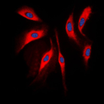 COMT Antibody
