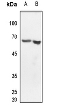 CLK2 Antibody